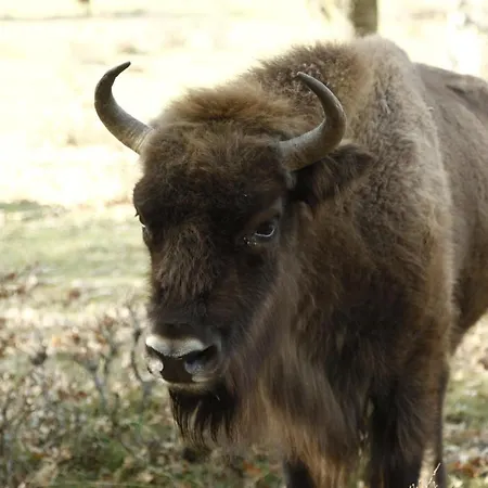 Paleolitico Rural Salguero de Juarros