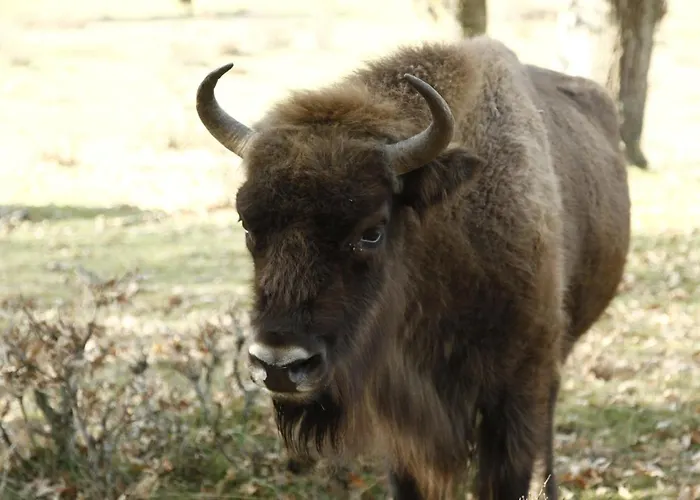 Paleolitico Rural Salguero de Juarros