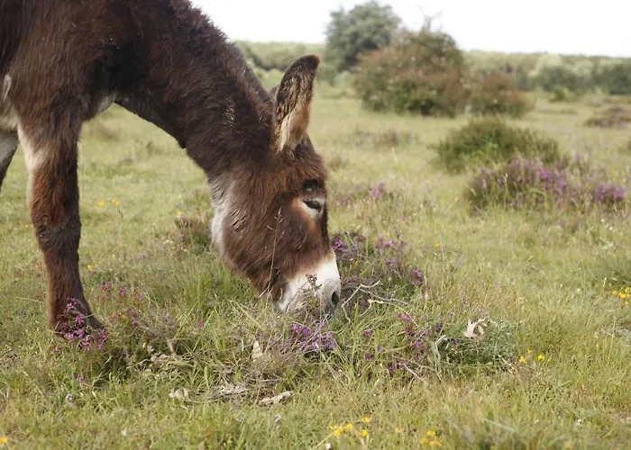 Vakantiehuis Paleolitico Rural *