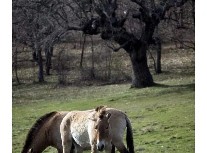 Vakantiehuis Paleolitico Rural *